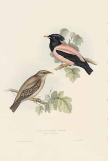 Gould Birds of Europe, Pl. 212 Rose-coloured Pastor