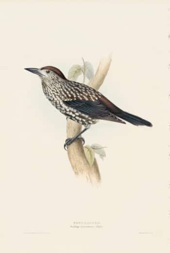 Gould Birds of Europe, Pl. 213 Nutcracker