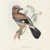Gould Birds of Europe, Pl. 214 Jay