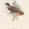 Gould Birds of Europe, Pl. 215 Siberian Jay