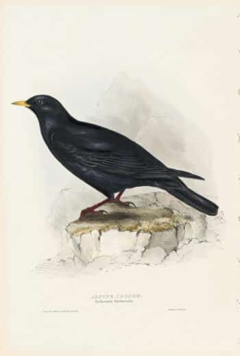 Gould Birds of Europe, Pl. 218 Alpine Chough
