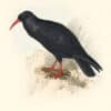 Lear Birds of Europe, Pl. 219 Chough