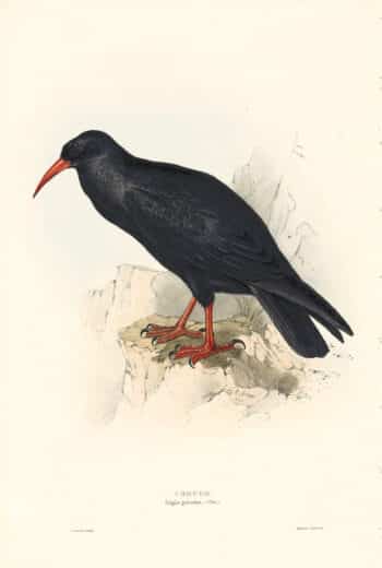 Lear Birds of Europe, Pl. 219 Chough