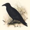 Lear Birds of Europe, Pl. 221 Carrion Crow