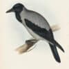 Gould Birds of Europe, Pl. 222 Hooded Crow