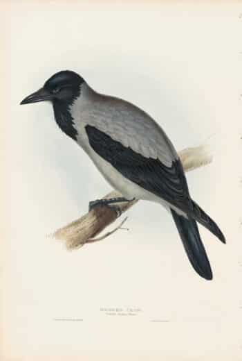 Gould Birds of Europe, Pl. 222 Hooded Crow
