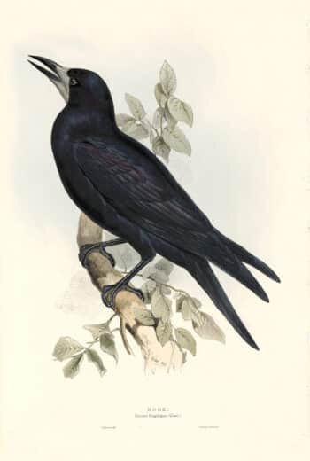 Lear Birds of Europe, Pl. 224 Rook