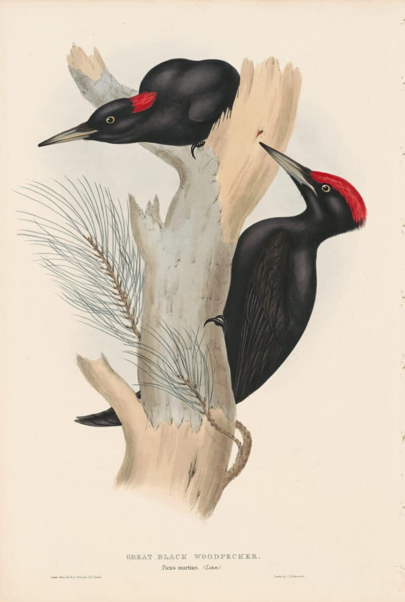 Gould Birds of Europe, Pl. 225 Great Black Woodpecker