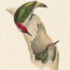 Gould Birds of Europe, Pl. 226 Green Woodpecker