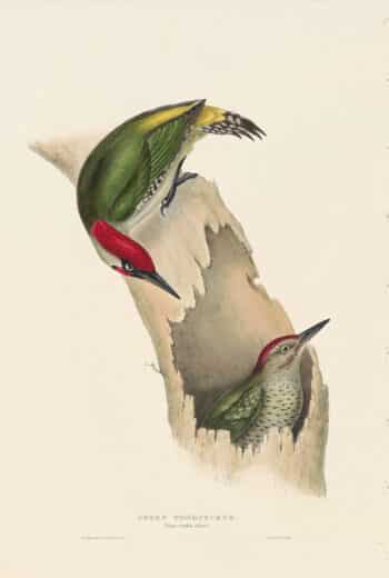 Gould Birds of Europe, Pl. 226 Green Woodpecker