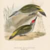 Gould Birds of Europe, Pl. 227 Grey-headed Green Woodpecker