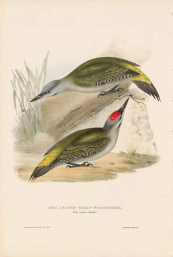 Gould Birds of Europe, Pl. 227 Grey-headed Green Woodpecker