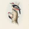 Gould Birds of Europe, Pl. 230 Middle Spotted Woodpecker