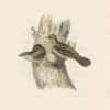 Gould Birds of Europe, Pl. 233 Wryneck