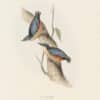 Gould Birds of Europe, Pl. 234 Common Nuthatch