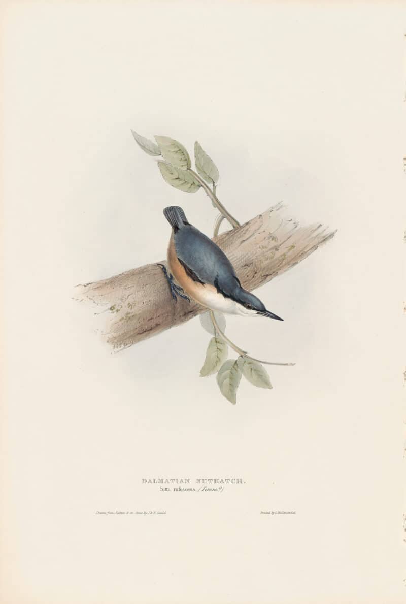 Gould Birds of Europe, Pl. 235 Dalmation Nuthatch