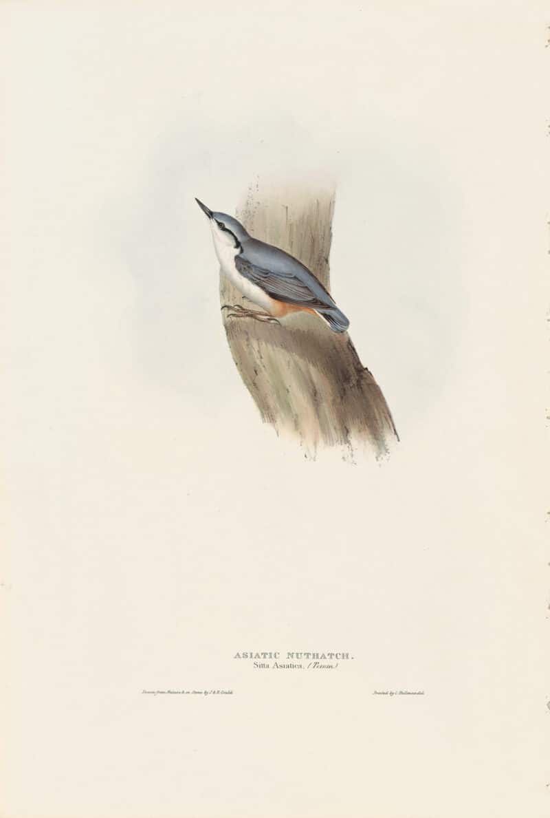 Gould Birds of Europe, Pl. 236 Asiatic Nuthatch