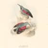 Lear Birds of Europe, Pl. 239 Wall Creeper