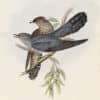 Gould Birds of Europe, Pl. 240 Common Cuckoo