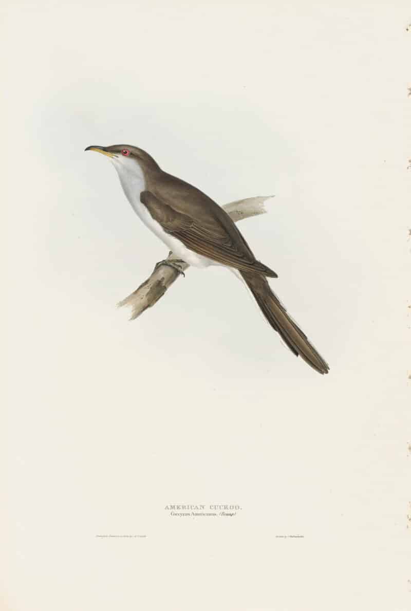Gould Birds of Europe, Pl. 242 American Cuckoo