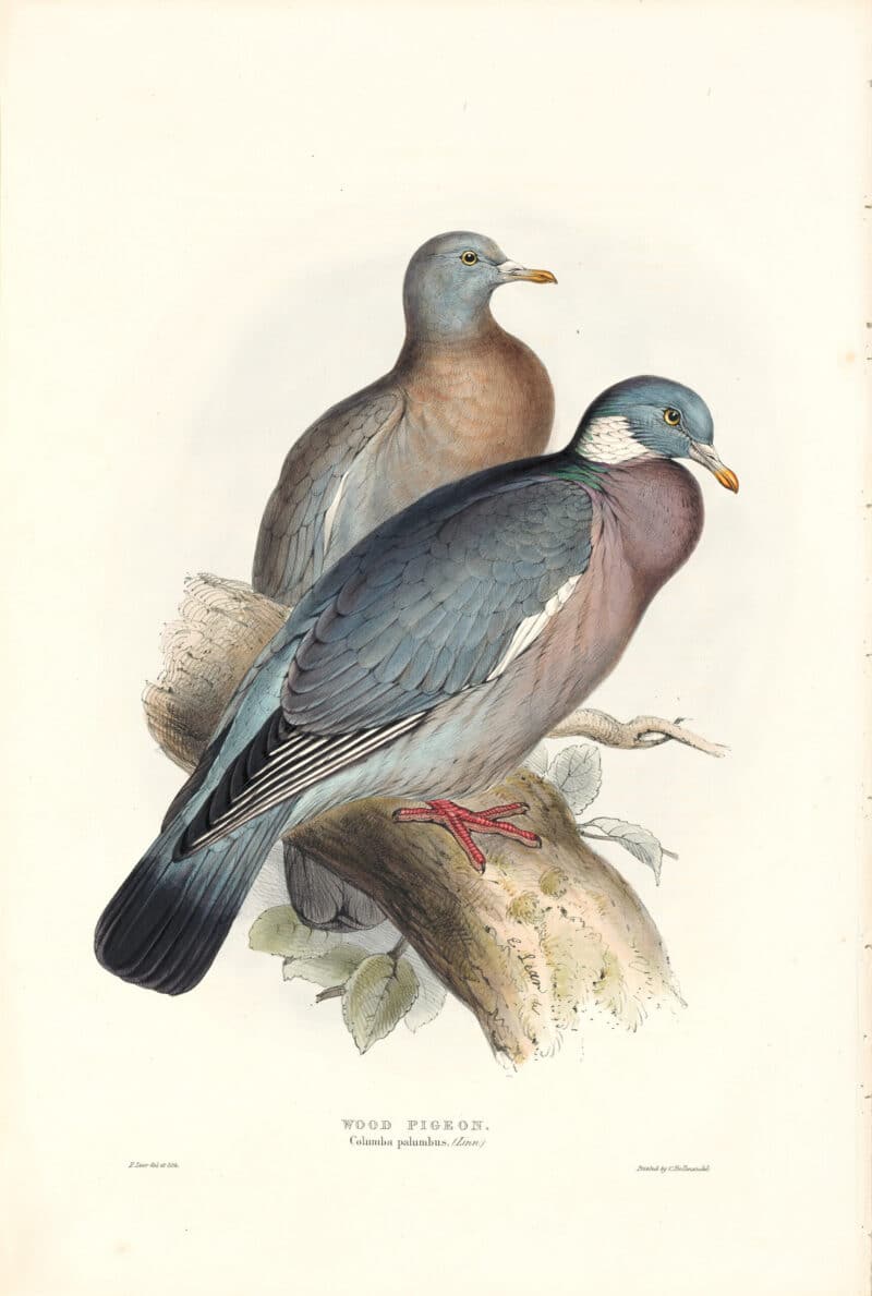 Lear Birds of Europe, Pl. 243 Wood Pidgeon