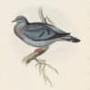 Gould Birds of Europe, Pl. 244 Stock Dove