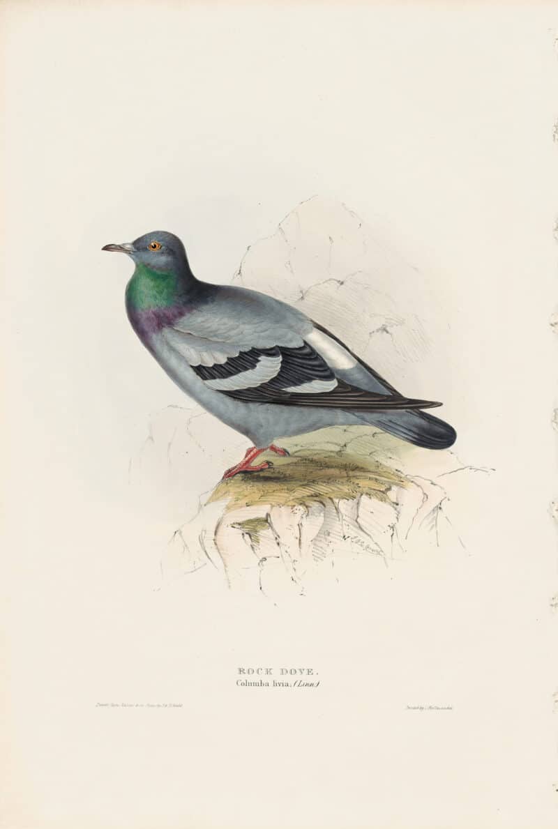 Gould Birds of Europe, Pl. 245 Rock Dove