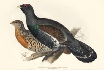 Lear Birds of Europe, Pl. 248 Capercailzie, or Cock of the Wood