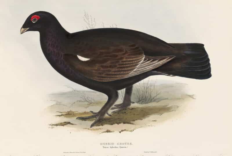 Gould Birds of Europe, Pl. 249 Hybrid Grouse
