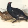 Lear Birds of Europe, Pl. 250 Black Grouse