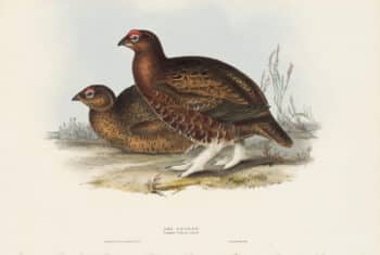 Gould Birds of Europe, Pl. 252 Red Grouse