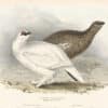 Gould Birds of Europe, Pl. 253 Common Ptarmigan