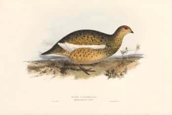 Lear Birds of Europe, Pl. 254 Rock Ptarmigan