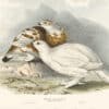 Gould Birds of Europe, Pl. 255 Willow Ptarmigan