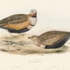 Gould Birds of Europe, Pl. 257 Sand Grouse