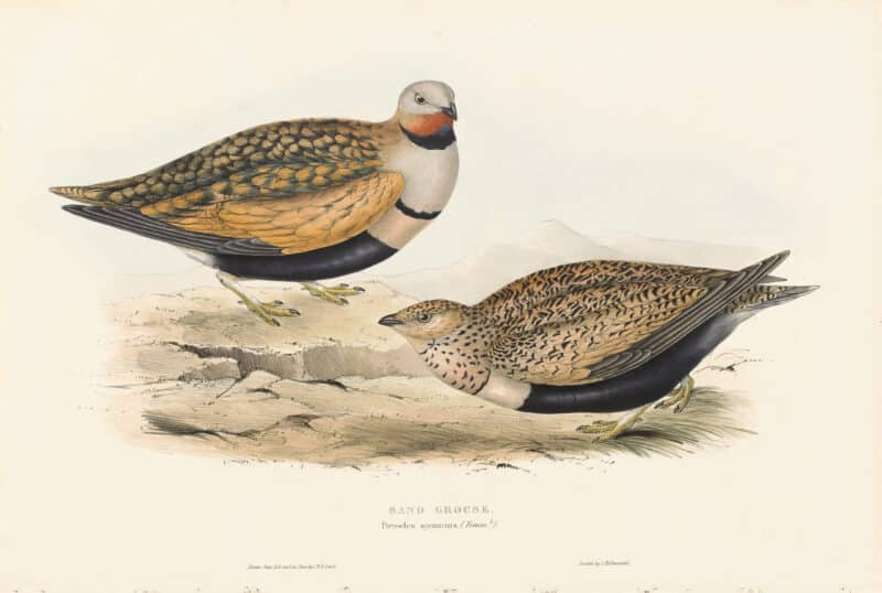 Gould Birds of Europe, Pl. 257 Sand Grouse