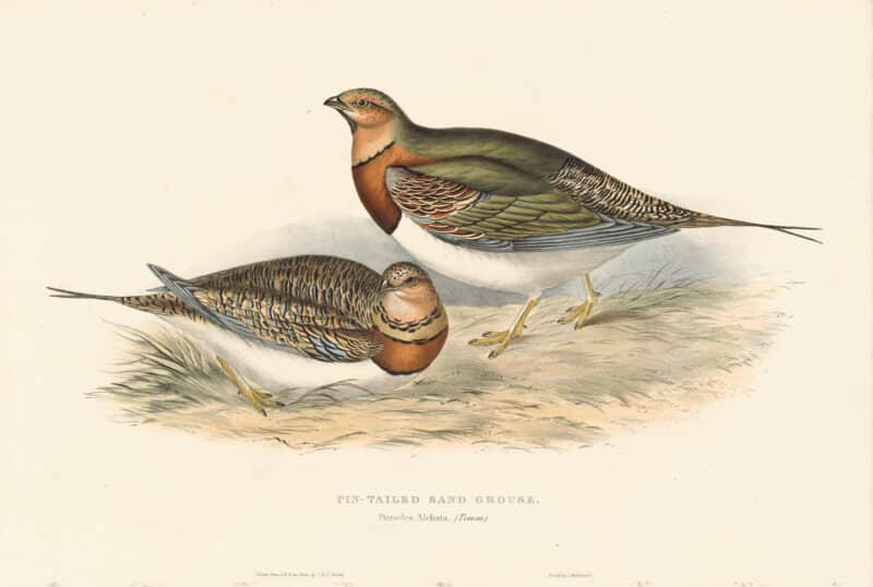 Gould Birds of Europe, Pl. 258 Pintailed Sand Grouse