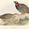 Gould Birds of Europe, Pl. 259 European Francolin