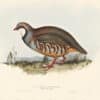 Gould Birds of Europe, Pl. 260 Red-legged Partridge