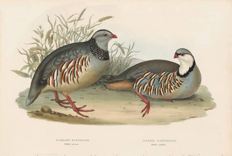 Gould Birds of Europe, Pl. 261 Barbary Partridge, Greek Partridge