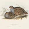 Gould Birds of Europe, Pl. 262 Common Partridge