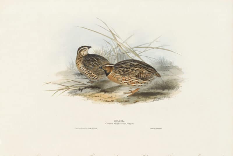 Gould Birds of Europe, Pl. 263 Quail