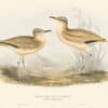 Gould Birds of Europe, Pl. 266 Cream-coloured Courser