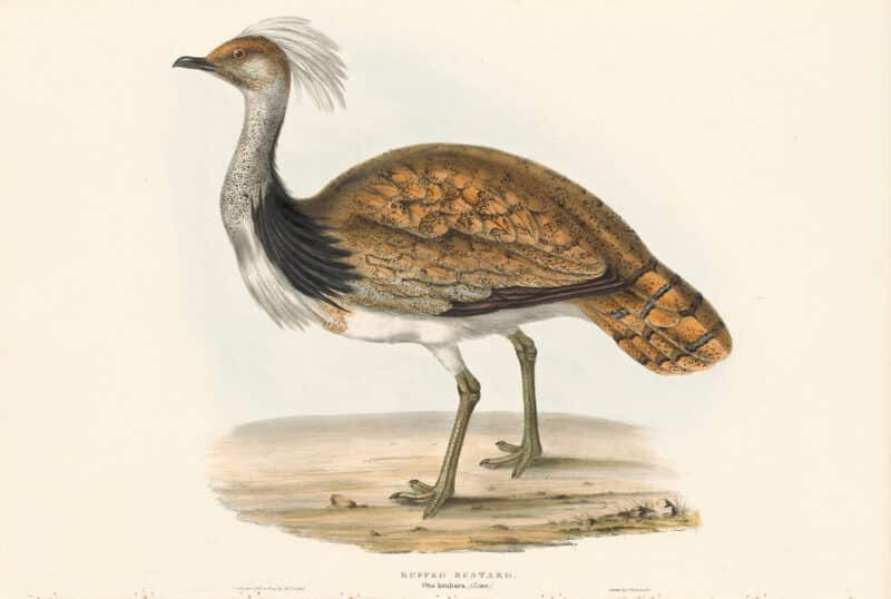 Gould Birds of Europe, Pl. 268 Ruffed Bustard