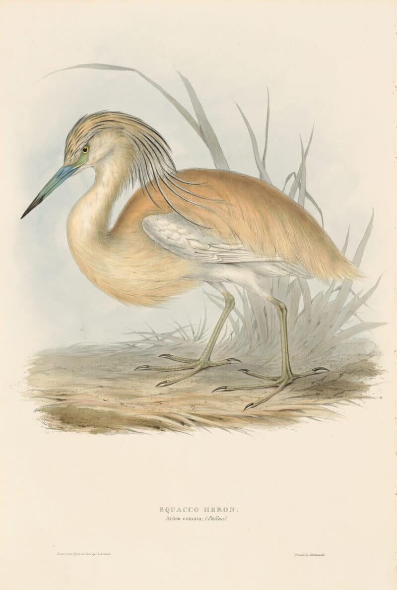 Gould Birds of Europe, Pl. 275 Squacco Heron
