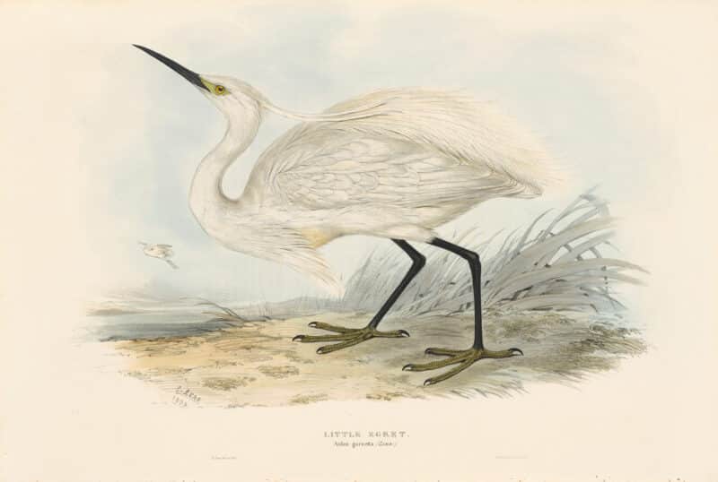 Lear Birds of Europe, Pl. 277 Little Egret