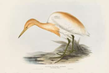 Gould Birds of Europe, Pl. 278 Rufous-backed Egret