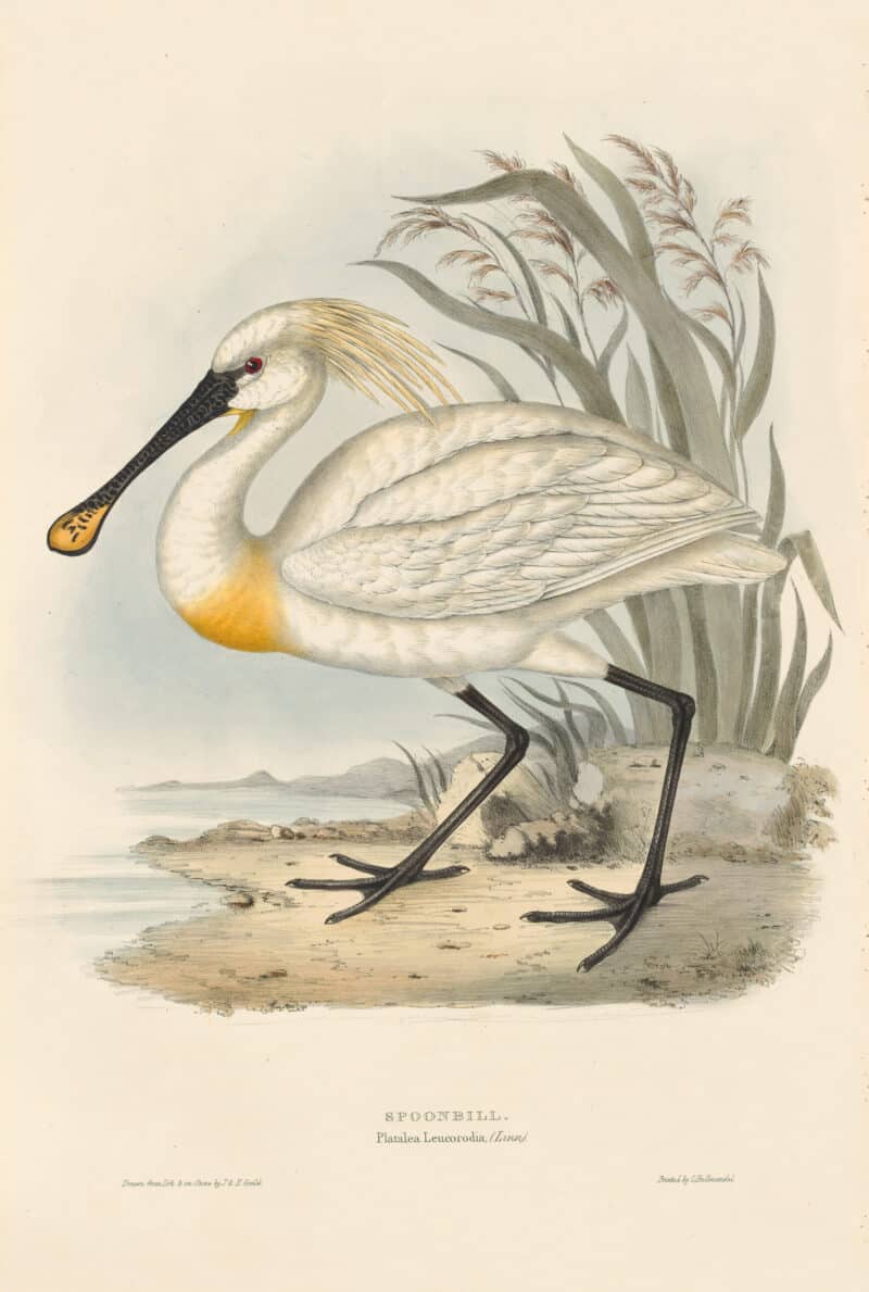 Gould Birds of Europe, Pl. 286 Spoonbill