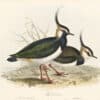 Gould Birds of Europe, Pl. 291 Lapwing
