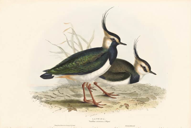 Gould Birds of Europe, Pl. 291 Lapwing